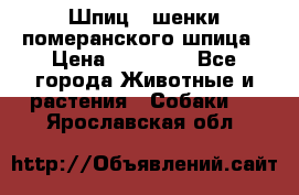 Шпиц - шенки померанского шпица › Цена ­ 20 000 - Все города Животные и растения » Собаки   . Ярославская обл.